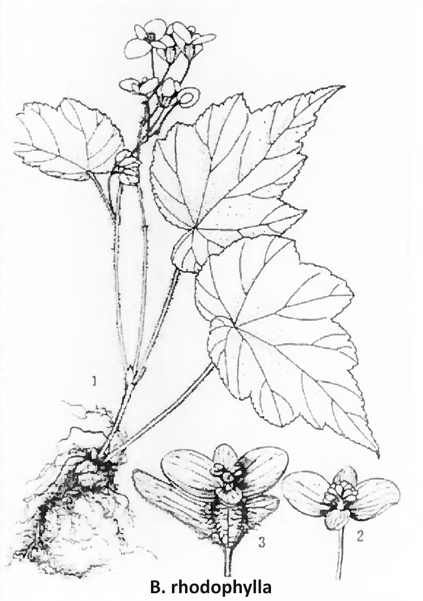 B. rhodophylla